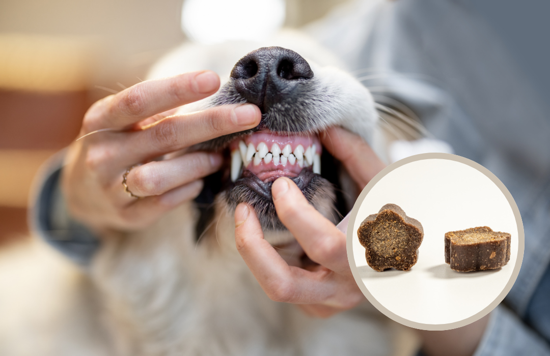 dog and health supplements