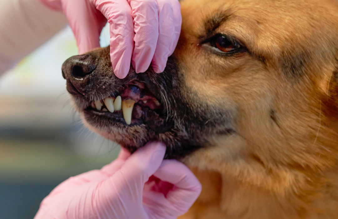 dog with plaque on its teeth