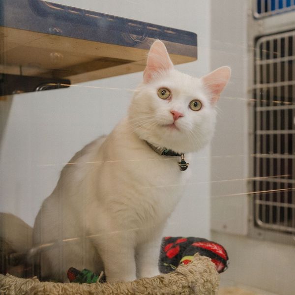 A white cat in a bed.