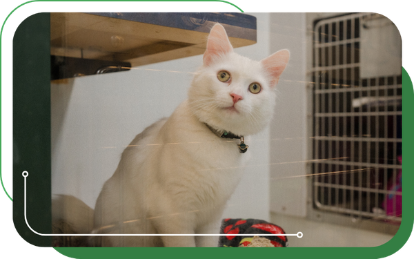 image of a cat