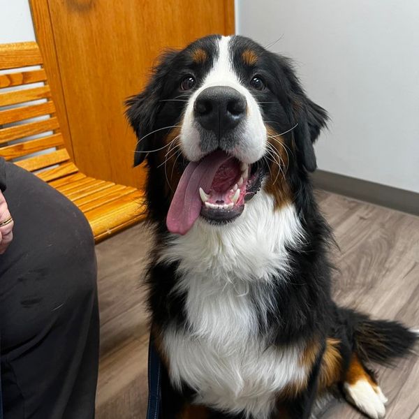 happy dog happy dog