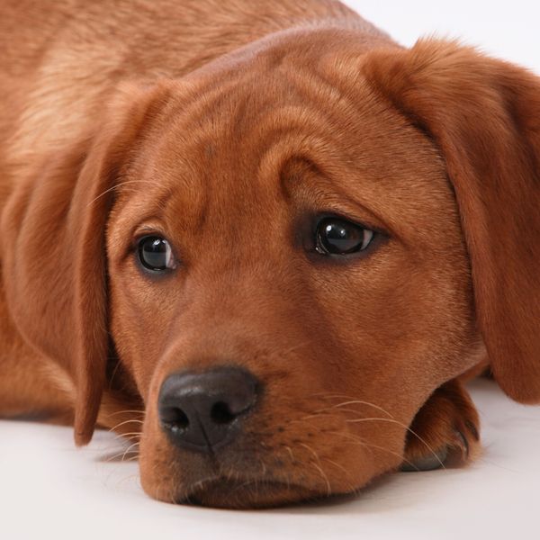 The Importance of Dental Care for Pets 2.jpg