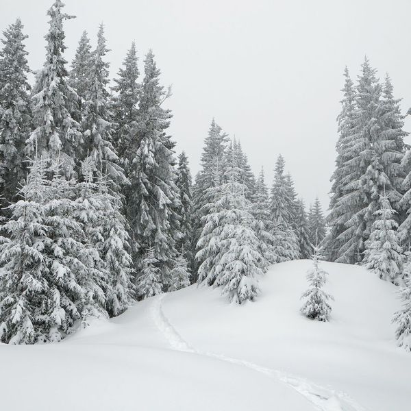 snow on trees