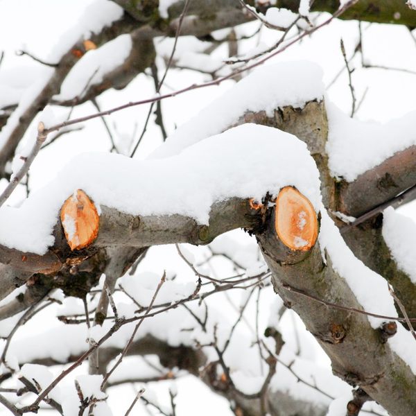 branches in snow