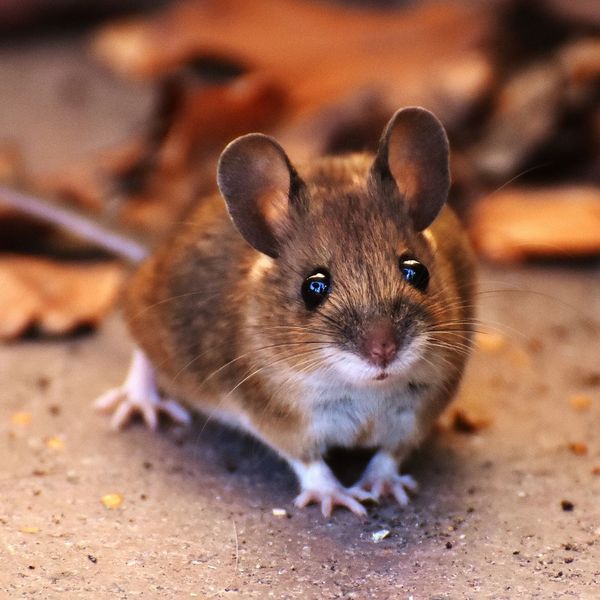 mouse mouse