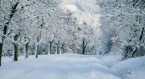 snow on trees